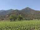 Terreno agrícola en venta en Hijuelas (Quillota)