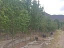 Terreno agrícola en venta en Calera (Quillota)